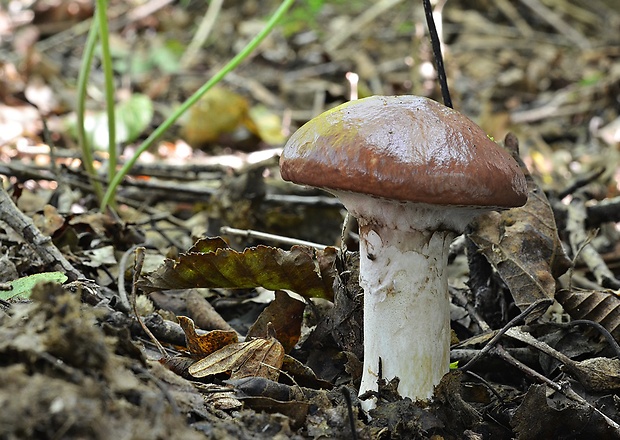 masliak obyčajný Suillus luteus (L.) Roussel