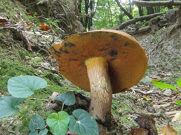 hríb zrnitohlúbikový Sutorius luridiformis (Rostk.) G. Wu & Zhu L. Yang