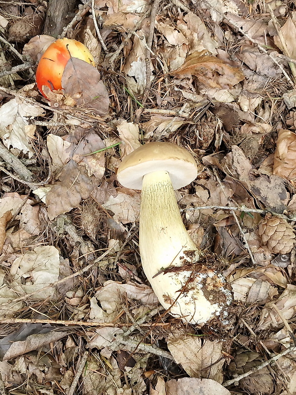 podhríb žlčový Tylopilus felleus (Bull.) P. Karst.