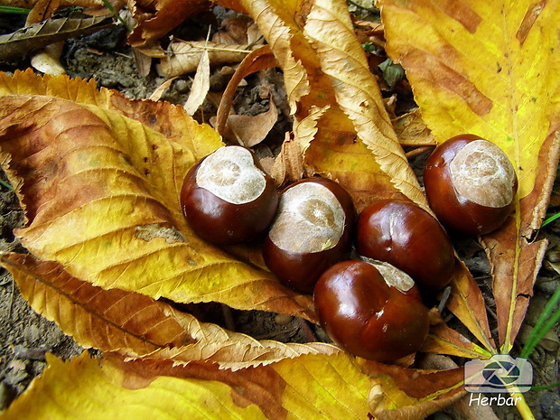 pagaštan konský  /semená/ Aesculus hippocastanum L.