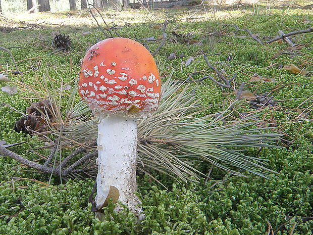 muchotrávka červená Amanita muscaria (L.) Lam.