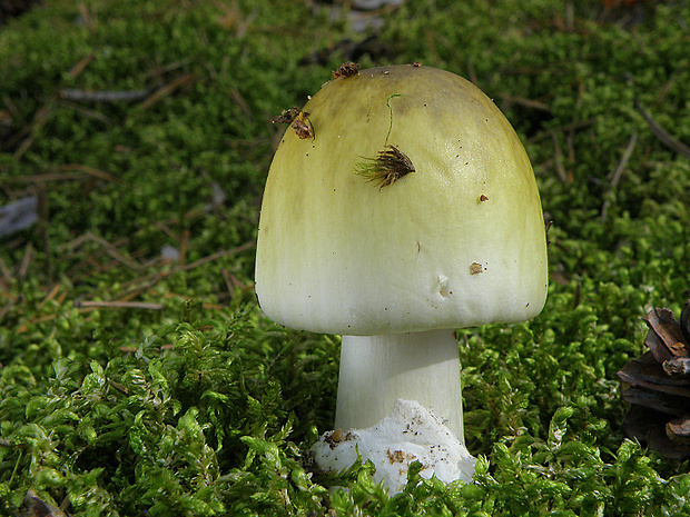 muchotrávka zelená Amanita phalloides (Vaill. ex Fr.) Link