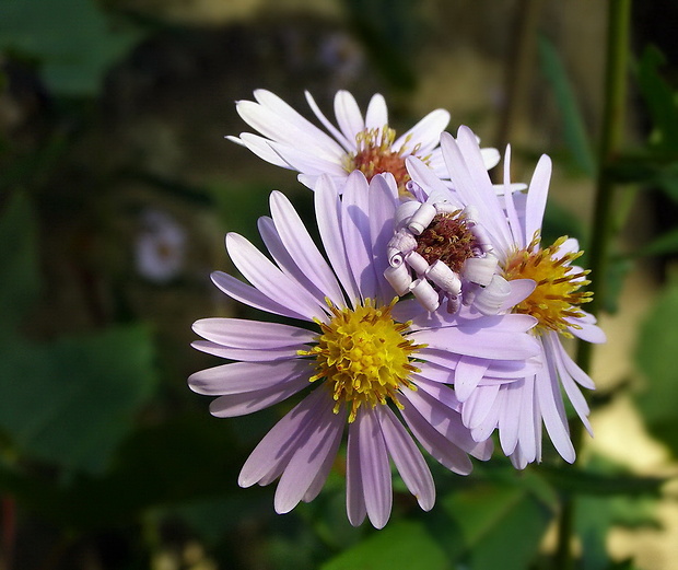 astra kopijovitolistá Aster lanceolatus Willd.