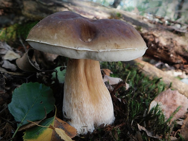 hríb smrekový Boletus edulis Bull.