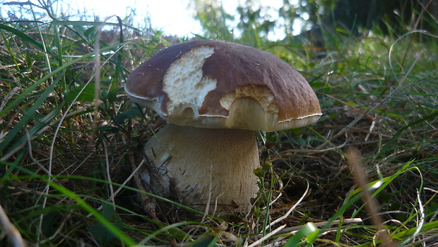 hríb smrekový Boletus edulis Bull.