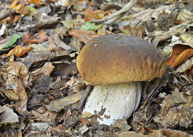 hríb smrekový Boletus edulis Bull.