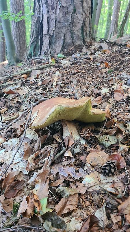 hríb Boletus sp.