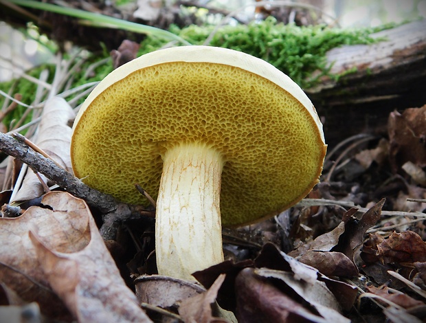 suchohríb plstnatý Boletus subtomentosus L.