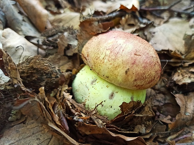 hríb kráľovský Butyriboletus regius (Krombh.) D. Arora & J.L. Frank