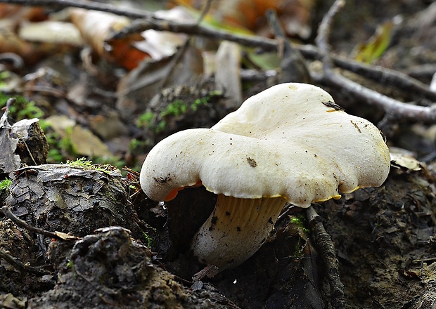 kuriatko bledé Cantharellus pallens Pilát