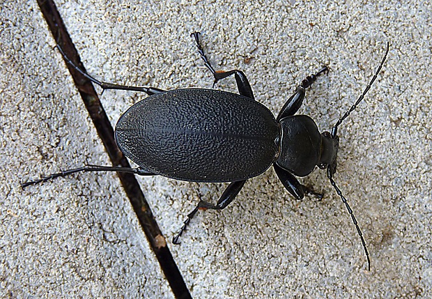 bystruška kožovitá Carabus coriaceus