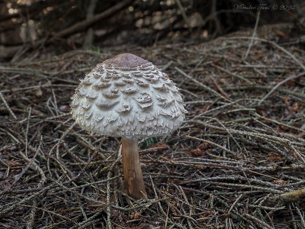 bedľa červenejúca Chlorophyllum rachodes (Vittad.) Vellinga