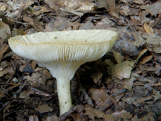 strmuľka Clitocybe sp.