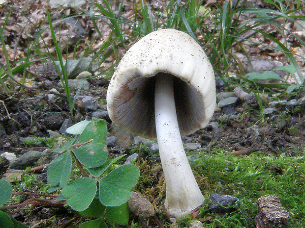 hnojník Coprinus