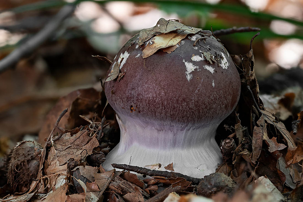 pavučinovec Cortinarius sp.