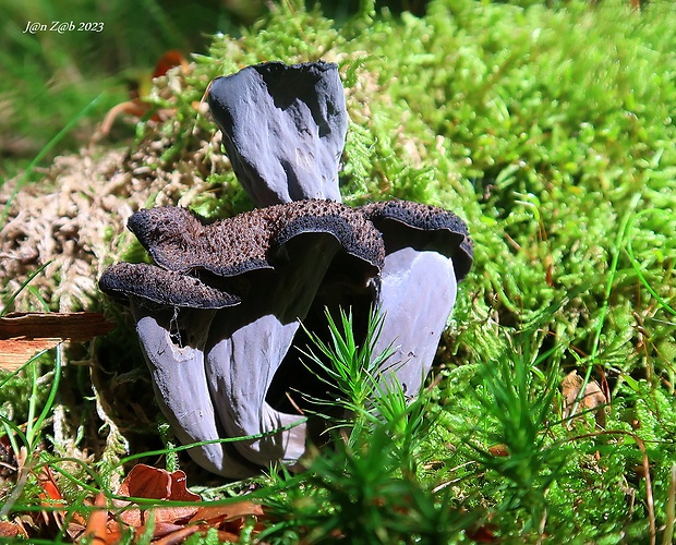 lievik trúbkovitý Craterellus cornucopioides (L.) Pers.