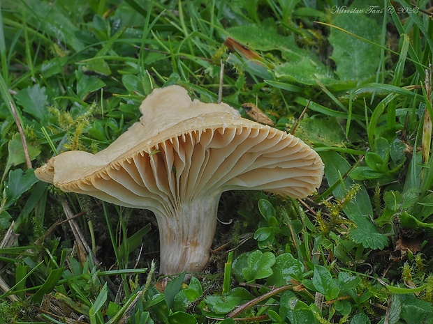 lúčnica statná Cuphophyllus pratensis (Fr.) Bon