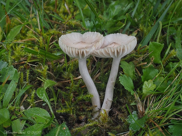 lúčnica Cuphophyllus roseascens (E. Ludw. & J.G. Svenss.) Lebeuf