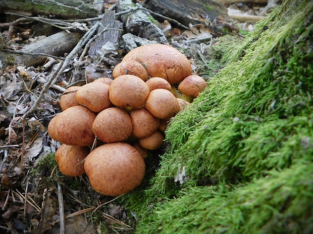 šupinovec nádherný Gymnopilus junonius (Fr.) P.D. Orton