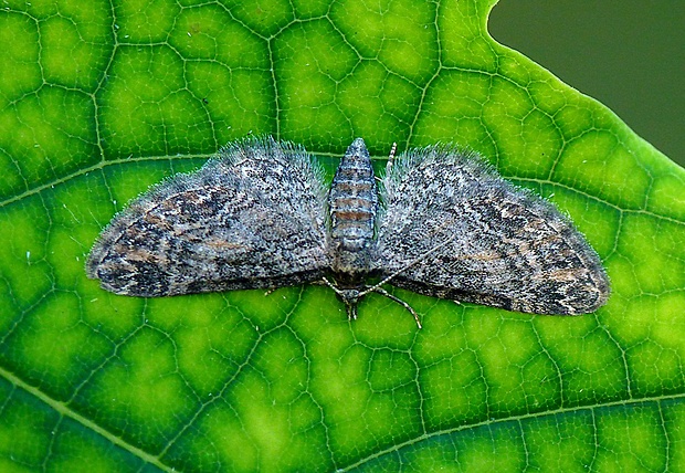 kvetnatka malá Gymnoscelis rufifasciata