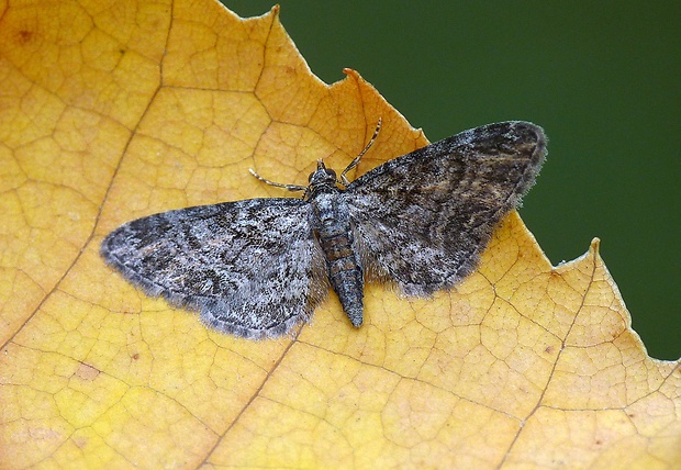 kvetnatka malá Gymnoscelis rufifasciata