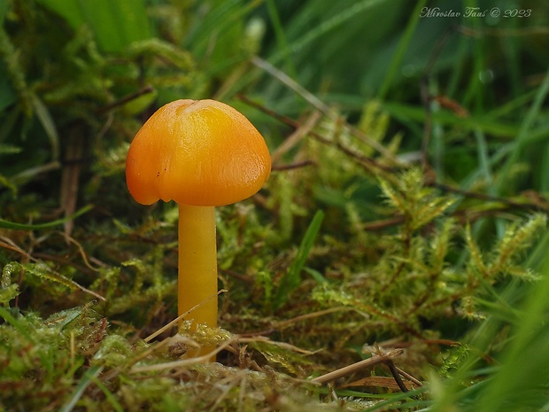 lúčnica citrónovožltá Hygrocybe chlorophana (Fr.) Wünsche