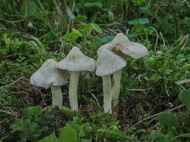 vláknica Inocybe sp.