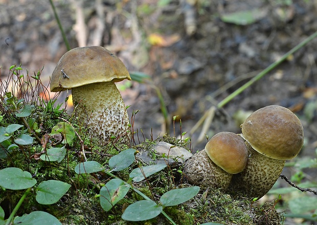 kozák hrabový Leccinum pseudoscabrum (Kallenb.) Šutara