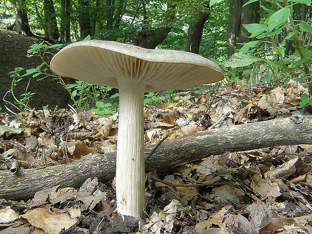 povraznica širokolupeňová Megacollybia platyphylla (Pers.) Kotl. & Pouzar