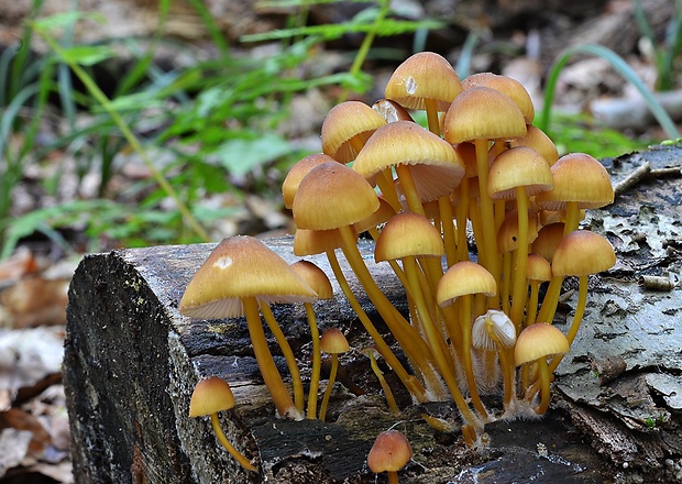 prilbička žltohlúbiková Mycena renati Quél.