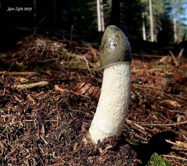 hadovka smradľavá Phallus impudicus L.