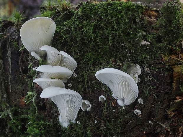 hlivuľa uškatá Pleurocybella porrigens (Pers.) Singer