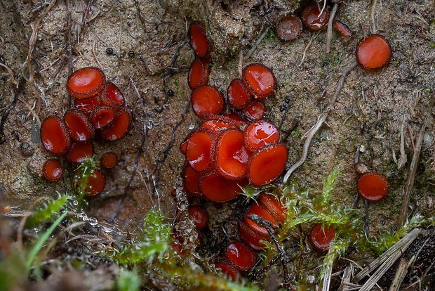 štítovnička Scutellinia sp.