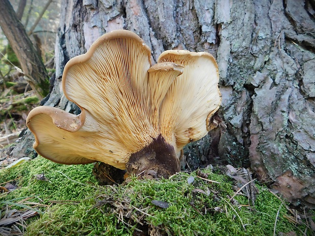 čechračka tmavohlúbiková Tapinella atrotomentosa (Batsch) Šutara