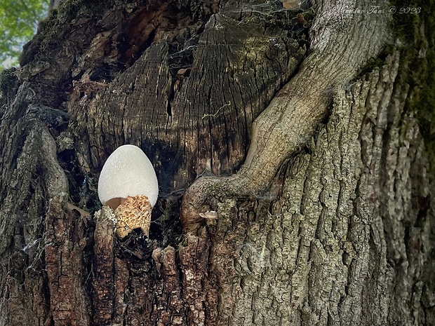 pošvovec stromový Volvariella bombycina (Schaeff.) Singer