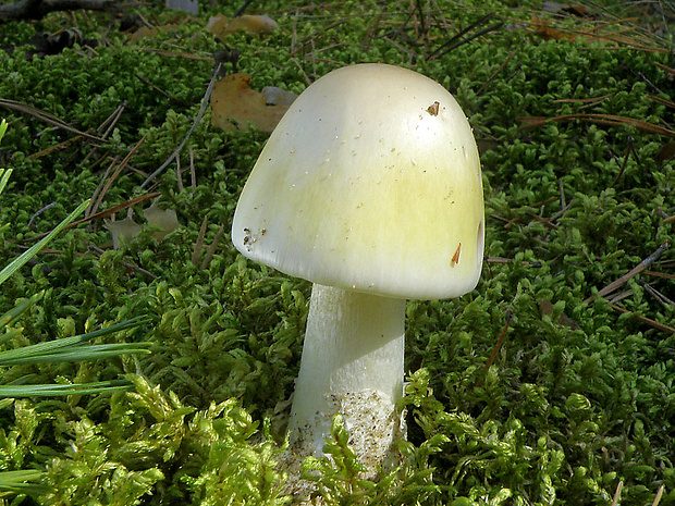 muchotrávka zelená Amanita phalloides (Vaill. ex Fr.) Link