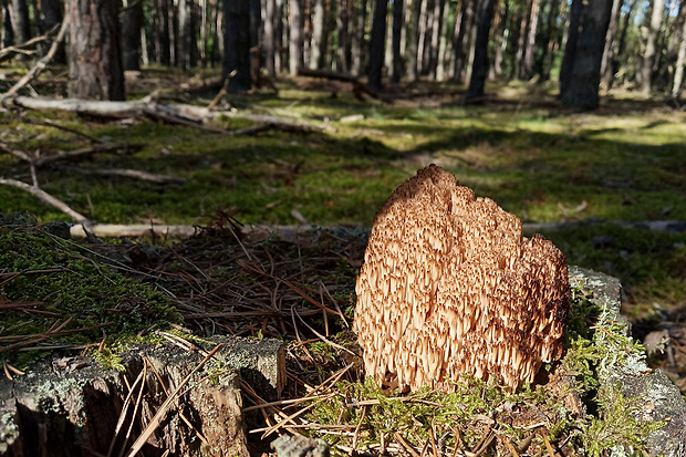 korunovec svietnikovitý Artomyces pyxidatus (Pers.) Jülich