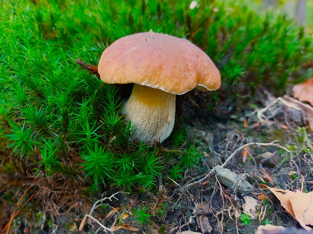 hríb smrekový Boletus edulis Bull.