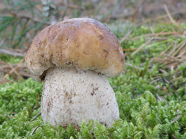 hríb smrekový Boletus edulis Bull.