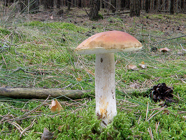 hríb smrekový Boletus edulis Bull.