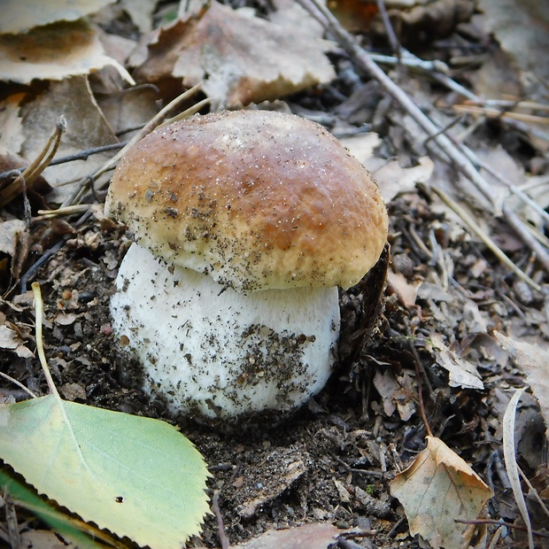 hríb smrekový Boletus edulis Bull.