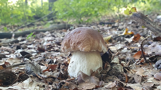 hríb smrekový Boletus edulis Bull.