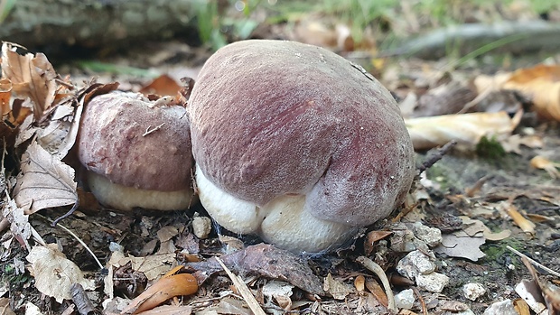 hríb sosnový Boletus pinophilus Pil. et Dermek in Pil.