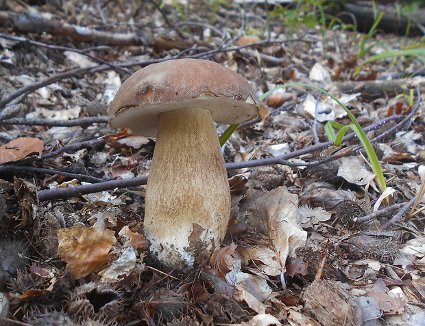 hríb dubový Boletus reticulatus Schaeff.