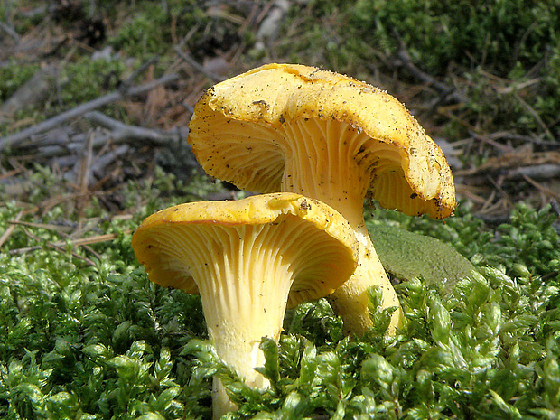 kuriatko jedlé Cantharellus cibarius Fr.