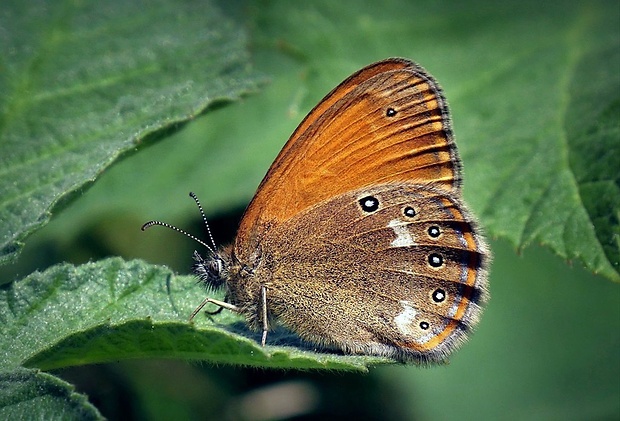 očkáň traslicový (sk) / okáč třeslicový (cz) Coenonympha glycerion (Borkhausen, 1788)