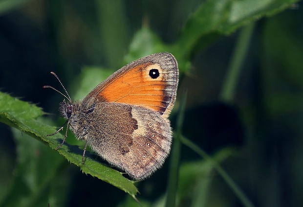 očkáň pohánkový (sk) / okáč poháňkový (cz) Coenonympha pamphilus (Linnaeus, 1758)