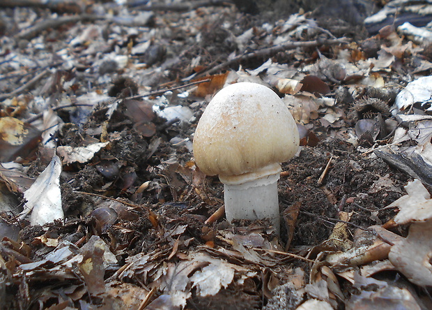 pavučinovec inovaťový Cortinarius caperatus (Pers.) Fr.