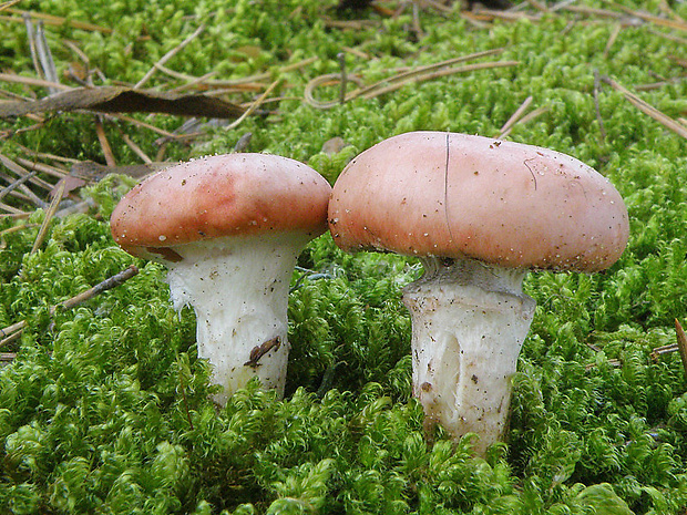 sliziak ružový Gomphidius roseus (Fr.) Oudem.