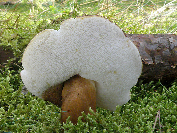 hríbnik gaštanovohnedý Gyroporus castaneus (Bull.) Quél.